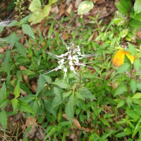 Orthosiphon aristatus (Blume) Miq.