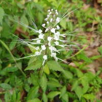 Orthosiphon aristatus (Blume) Miq.