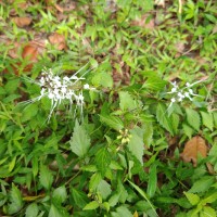 Orthosiphon aristatus (Blume) Miq.