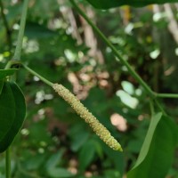 Piper cubeba L.f.