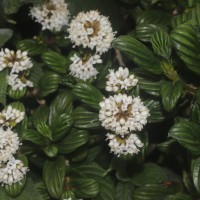 Hedyotis lessertiana Arn.