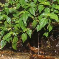 Pilea wightii Wedd.