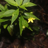 Lysimachia laxa Baudo