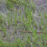 Isolepis fluitans var. fluitans (L.) R.Br.