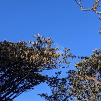 Palaquium rubiginosum (Thwaites) Engl.