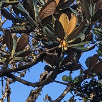 Palaquium rubiginosum (Thwaites) Engl.