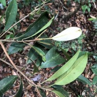 Palaquium thwaitesii Trimen