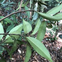 Palaquium thwaitesii Trimen