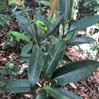 Palaquium thwaitesii Trimen