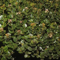 Syzygium sclerophyllum Thwaites