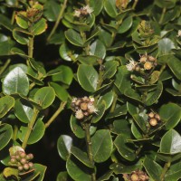 Syzygium sclerophyllum Thwaites