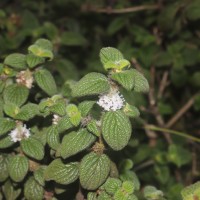 Hedyotis ceylanica N.Wikstr. & Neupane