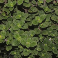 Hedyotis ceylanica N.Wikstr. & Neupane