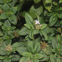 Knoxia platycarpa var. hirsuta (Arn.) Thwaites