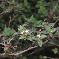 Knoxia platycarpa var. hirsuta (Arn.) Thwaites