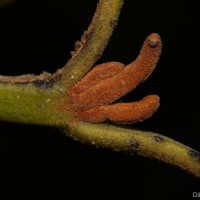 Calophyllum acidus Kosterm.