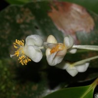 Calophyllum acidus Kosterm.