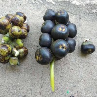 Borassus flabellifer L.