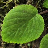 Henckelia zeylanica (R.Br.) A.Weber & B.L.Burtt