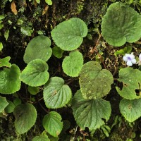 Henckelia zeylanica (R.Br.) A.Weber & B.L.Burtt
