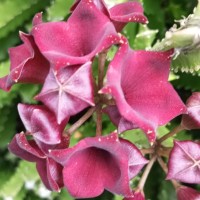 Boucerosia umbellata (Haw.) Wight & Arn.