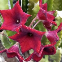 Boucerosia umbellata (Haw.) Wight & Arn.