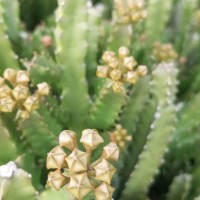 Boucerosia umbellata (Haw.) Wight & Arn.