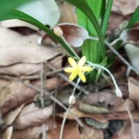 Curculigo orchioides Gaertn.