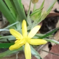 Curculigo orchioides Gaertn.