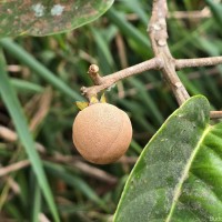 Stemonoporus gardneri Thwaites