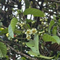 Stemonoporus gardneri Thwaites