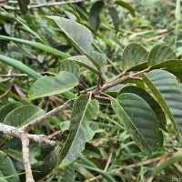 Stemonoporus gardneri Thwaites