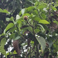 Stemonoporus gardneri Thwaites