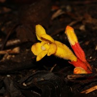 Christisonia bicolor Gardner