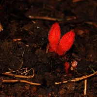 Christisonia bicolor Gardner