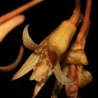 Dendrobium macrostachyum Lindl.