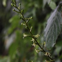 Habenaria dolichostachya Thwaites