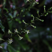 Habenaria dolichostachya Thwaites