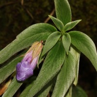 Henckelia moonii (Gardner) D.J.Middleton & Mich.Möller