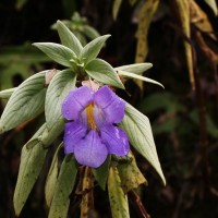 Henckelia moonii (Gardner) D.J.Middleton & Mich.Möller