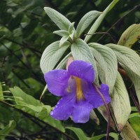 Henckelia moonii (Gardner) D.J.Middleton & Mich.Möller