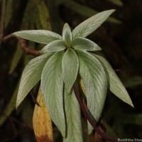 Henckelia moonii (Gardner) D.J.Middleton & Mich.Möller