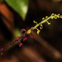 Malaxis discolor (Lindl.) Kuntze