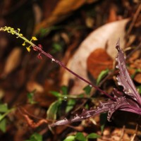 Malaxis discolor (Lindl.) Kuntze