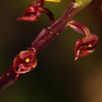 Malaxis discolor (Lindl.) Kuntze