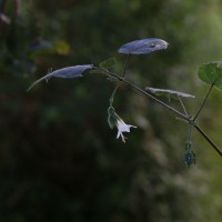Strobilanthes arnottiana Nees