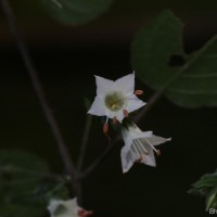 Strobilanthes arnottiana Nees