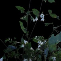 Strobilanthes arnottiana Nees