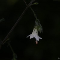 Strobilanthes arnottiana Nees