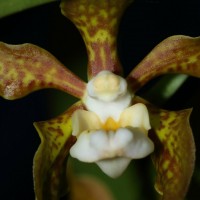 Vanda thwaitesii Hook.f.